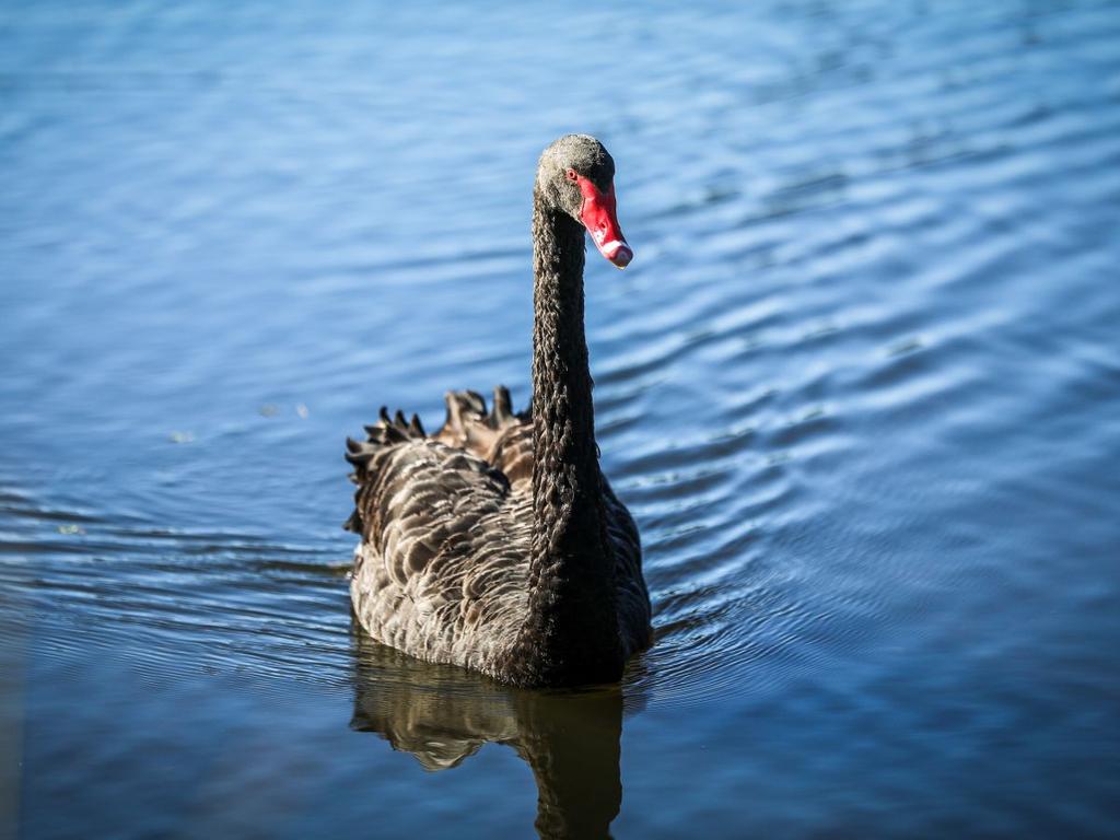 Aussie Backyard Bird Count 2022 UpNext