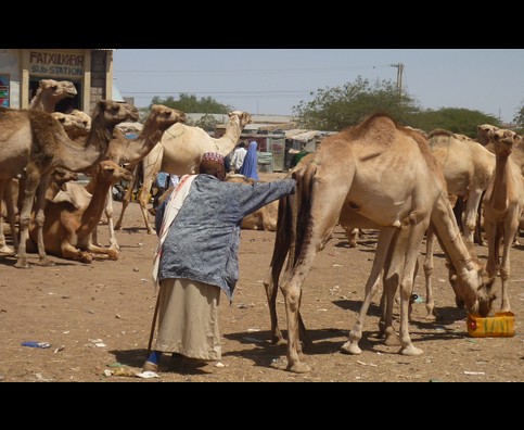 Somalia Camel Market 20