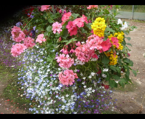 England Hanging Baskets 10