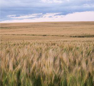 A huge field of wheat, somewhere in the prairies