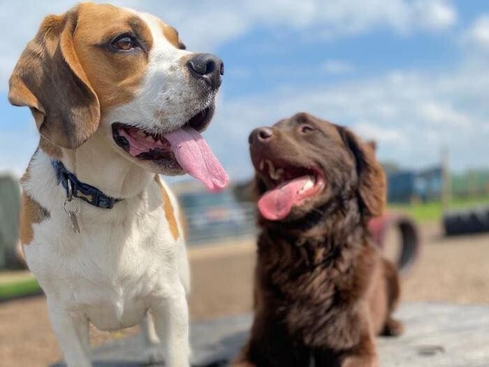 Dogs sitting on a ramp