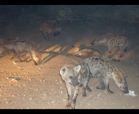 Ethiopia Hyenas 28