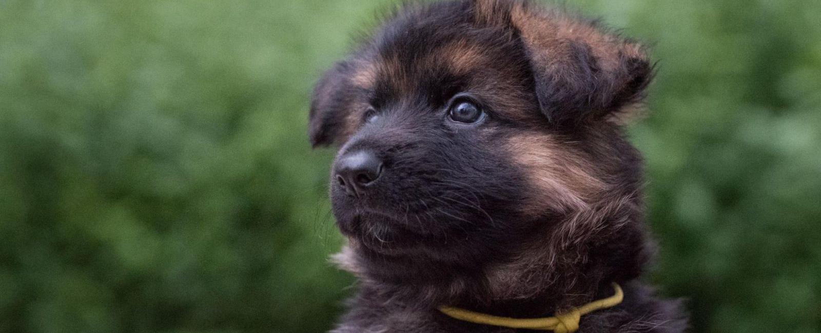 What Do Breeders Do with Puppies That Don’t Sell?