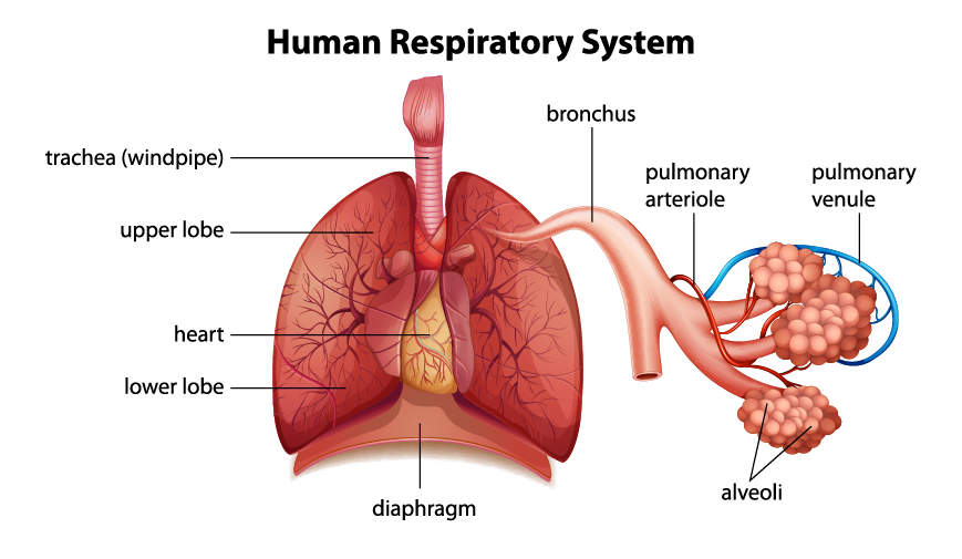 Respiratory System Diagram