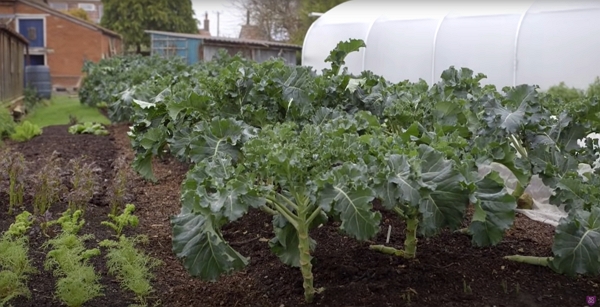 A garden with cabbage and other vegetables