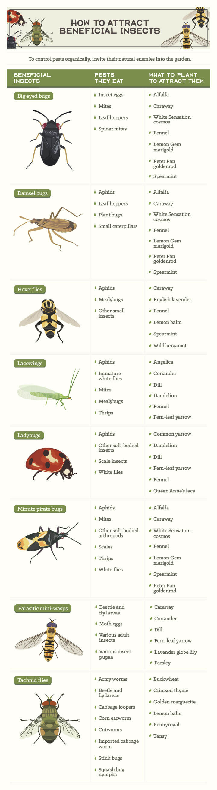 INFOGRAPHIC Beneficial Insects Murray Lampert