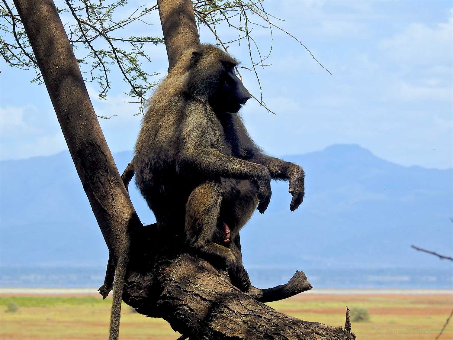 Tanzania Baboon Lookout