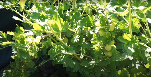 Gooseberry bush with fruits