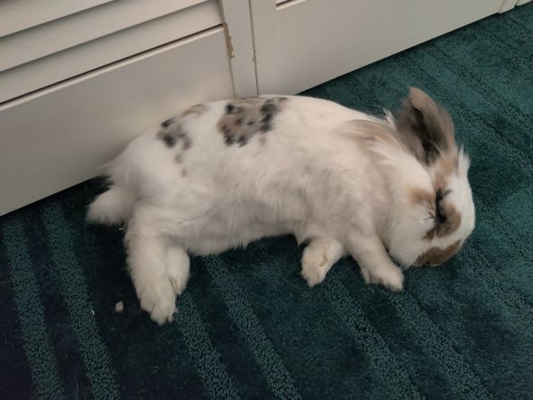 tri-colored bunny sleeping on her side in front of closet doors