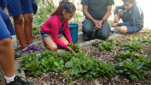 Educação ambiental em escola da capital mineira é um exemplo a ser seguido 3 undefined