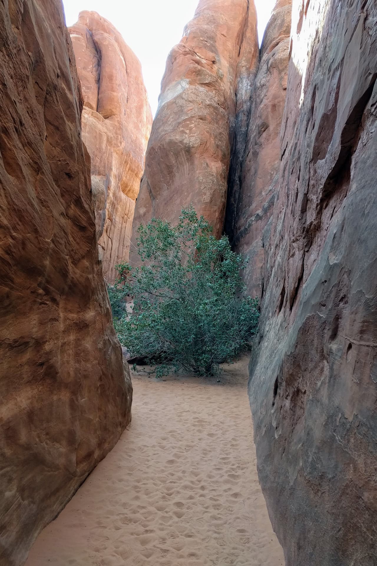 A small tree grows in the sand in the narrow space between two high sandstone fins.