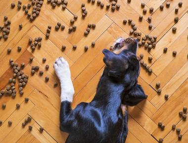 How Long Can Dogs Go Without Eating or Drinking?
