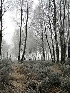 A scene from Cannock Chase