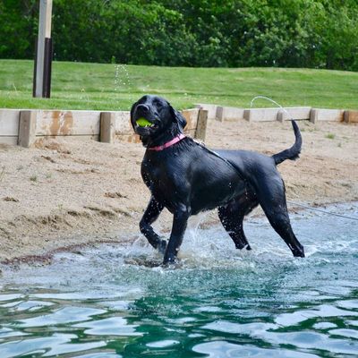 swim-dog-boarding