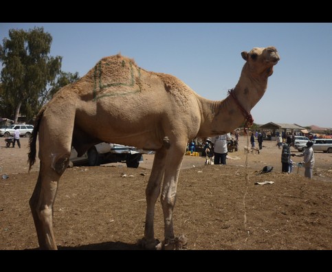 Somalia Camel Market 12