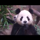 China Pandas 13