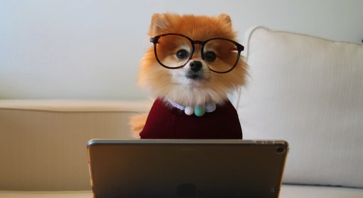 Small dog doing React component unit testing Small dog doing React component unit testing