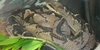 Serpiente Matabuey