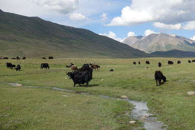 Yaks