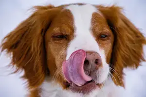 Orange and White Britany with his tongue out licking his nose with a snow white background