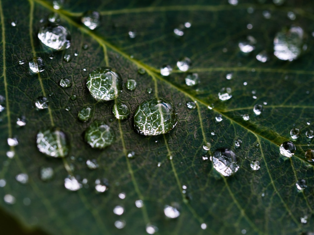 Water Droplets