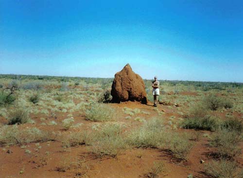 Outback termite mound