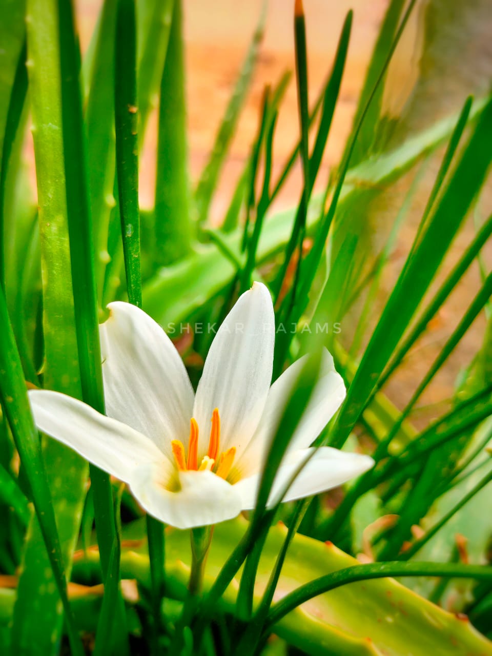 flower-white-gmp