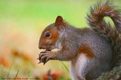 Well....if nobody wants to play Conkers with m...