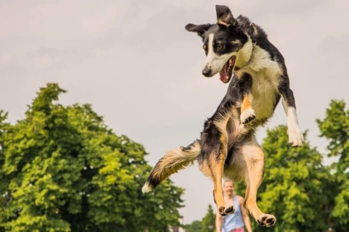 Dog jumping up high