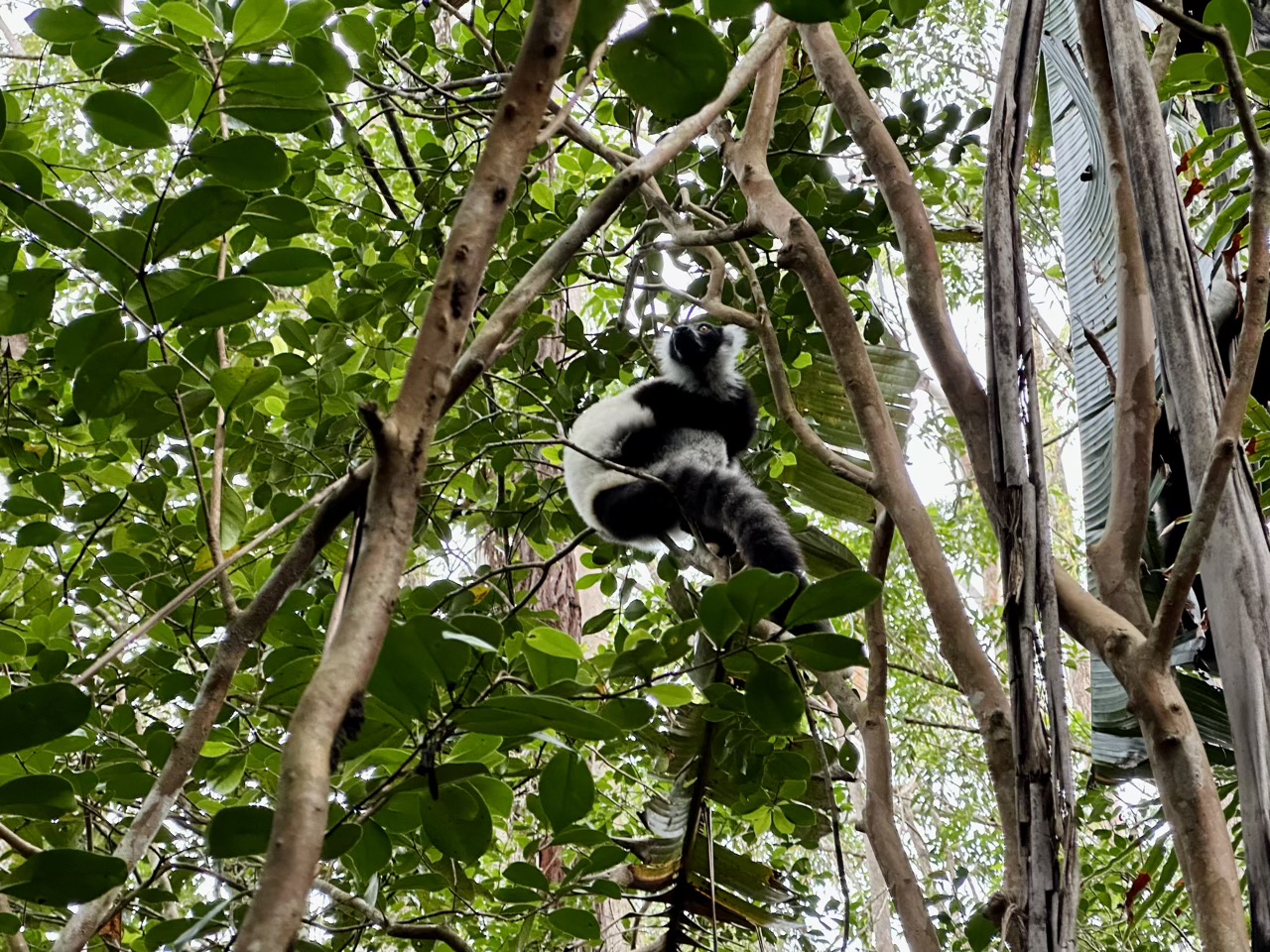 Varecia variegata (black-and-white ruffed lemur)
