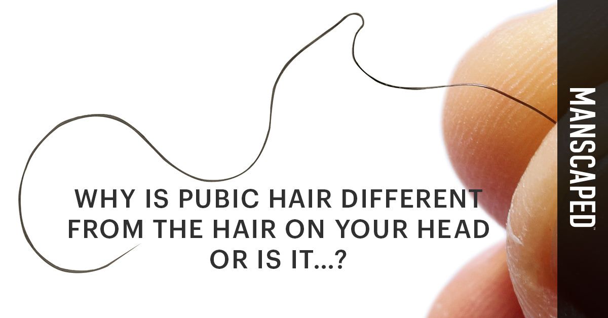 Why Is Pubic Hair Different From the Hair on Your Head - or Is It…? |  MANSCAPED™ Blog