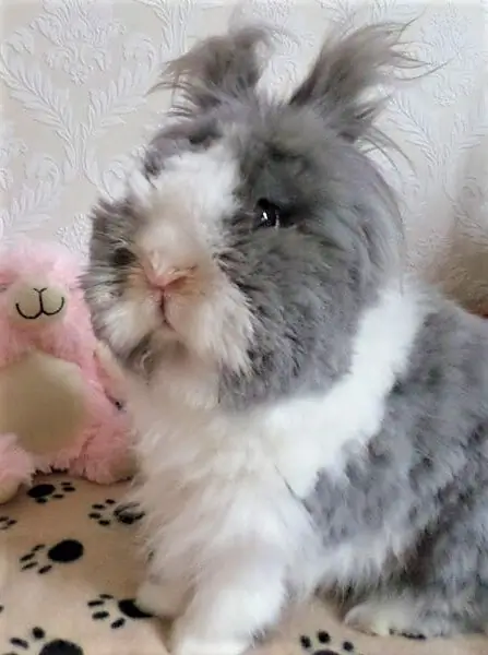 Teddy dwerg