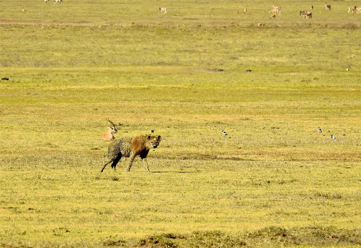 Tanzania Ngorongoro Crater Hyena