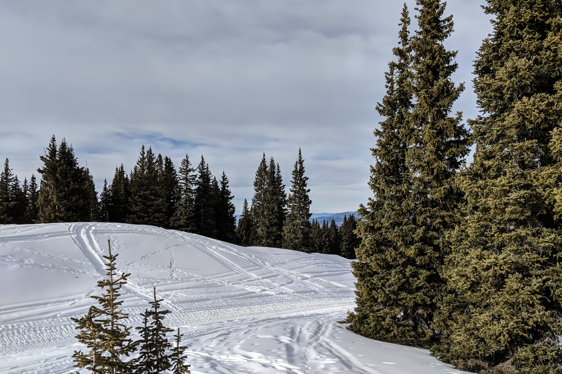 Tall, thin pine trees surround a snow-covered clearing. The tracks of skiers and snow mobiles can be seen on the ground.