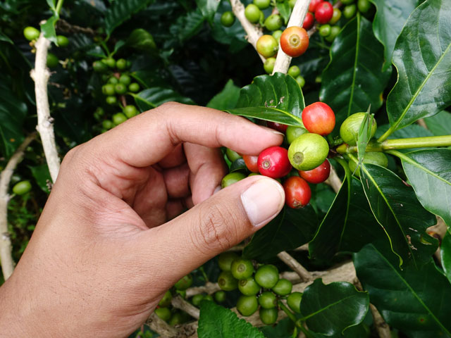 A worker selecting the finest types of coffee cherries from the plant