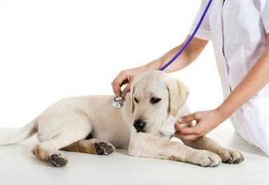 Vaccinations for Your Dog: Where to Begin