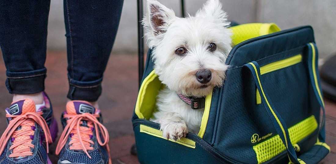 What to Know Before Flying with Your Dog
