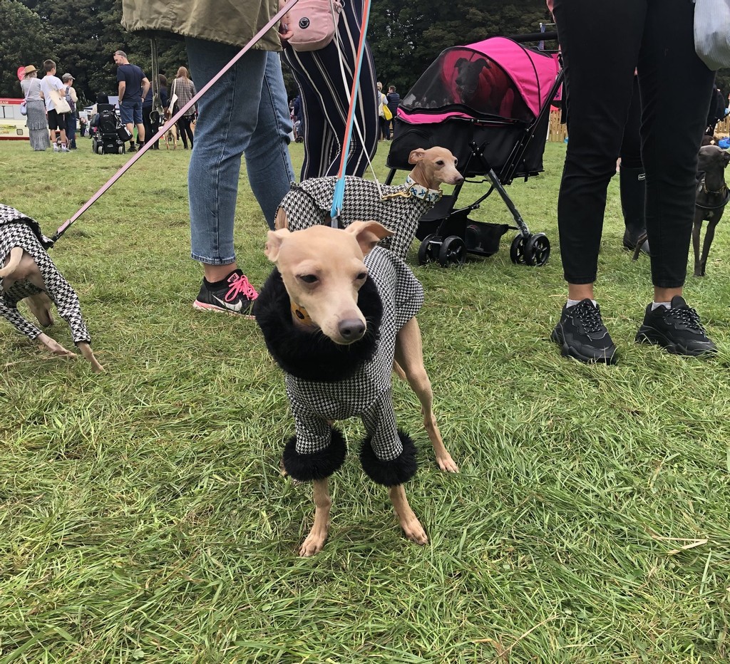An Italian Greyhound at Dog Fest 2021
