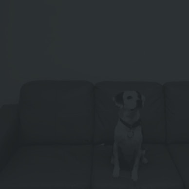 a dog on a couch