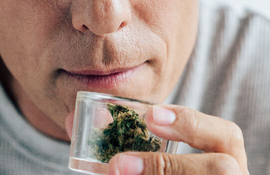 Smelling Cannabis Smelling Cannabis