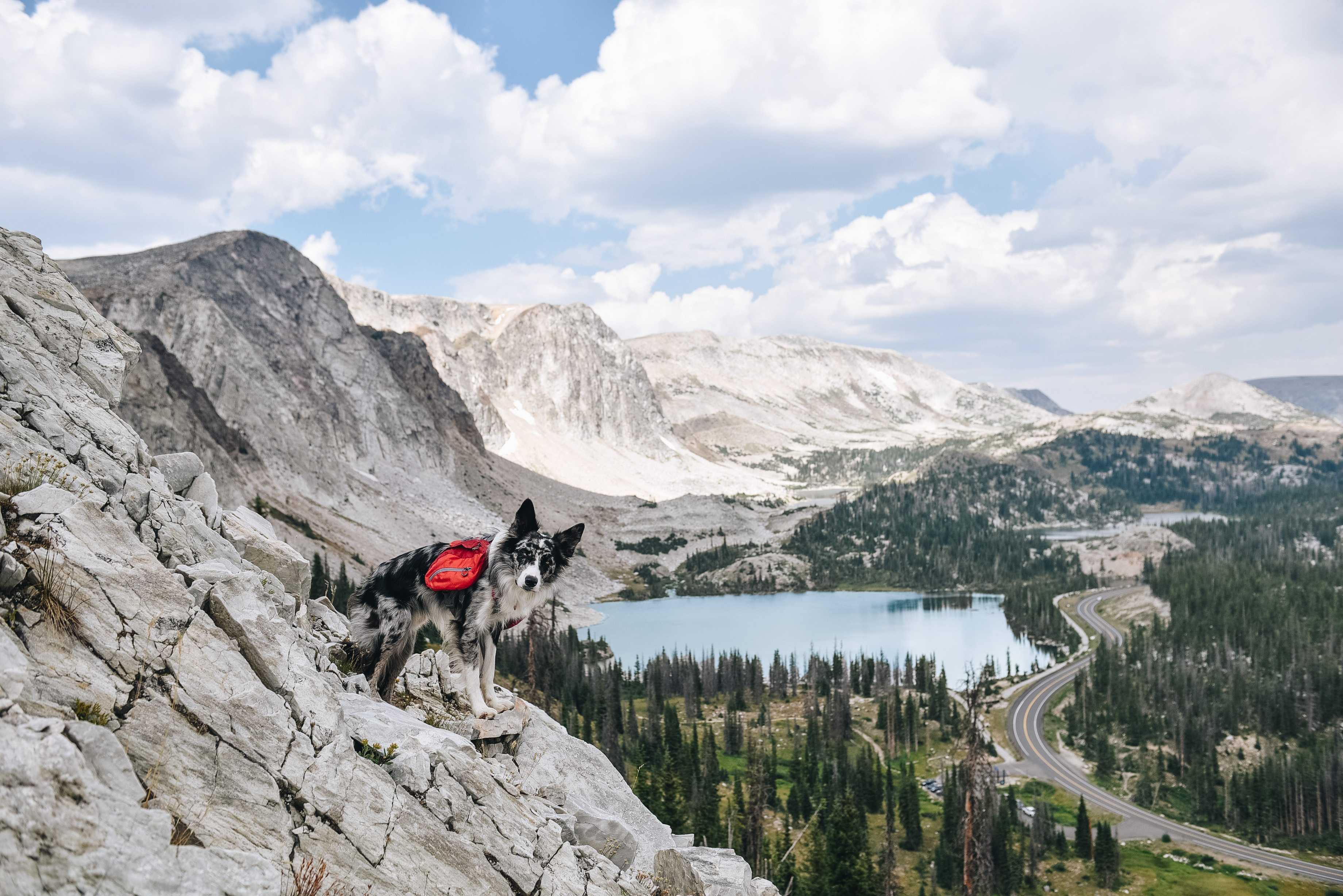 6 Dogs Share Their Favorite Hiking Gear