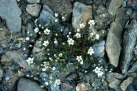 A clump of Arctic Sandwort