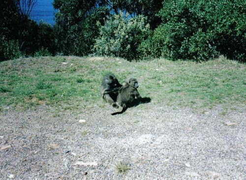 Cape Point baboons 2