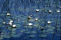 White water-lilies among the reeds