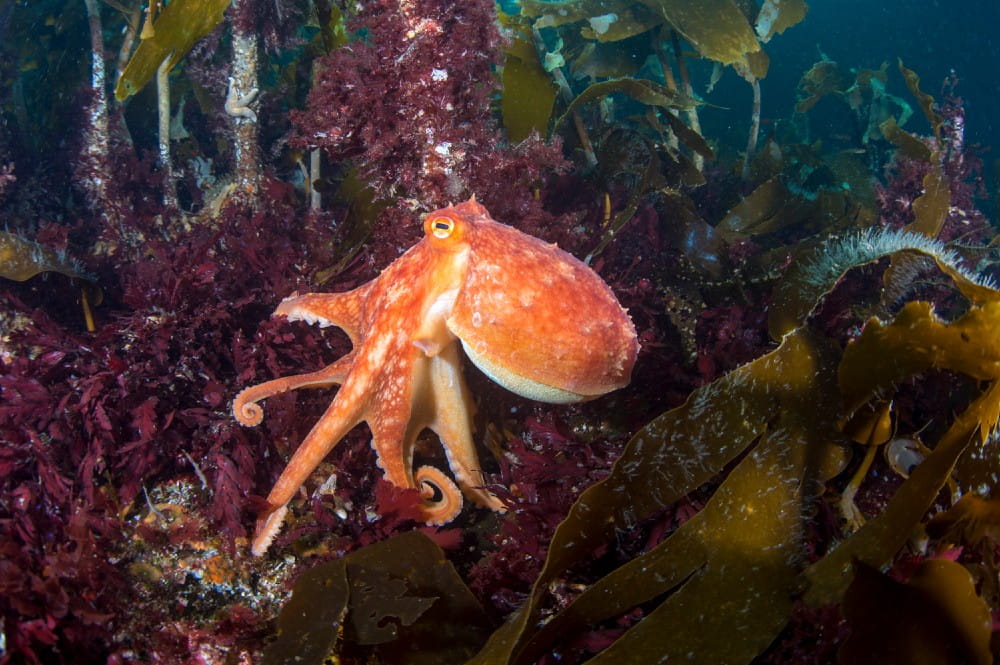Curled octopus <em>(Eledone cirrhosa)</em> among mixed red and brown seaweeds