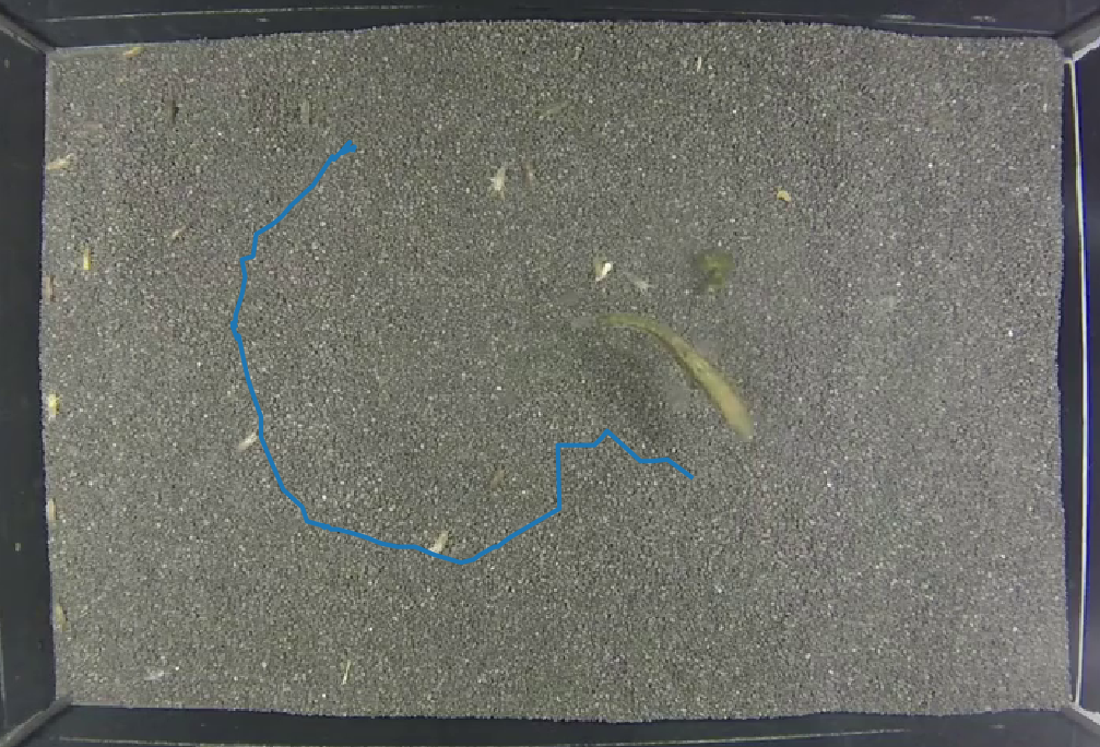 Fish movement