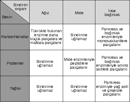 En Hizli Karbonhidratlarin Sindirimi Ve Emilimi