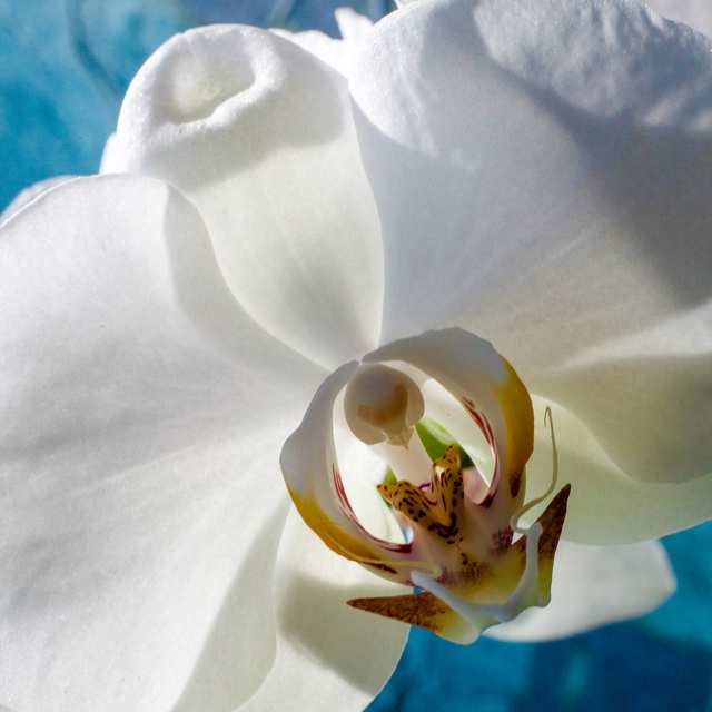 Orchid 11, 