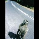 Cape Point baboons 1