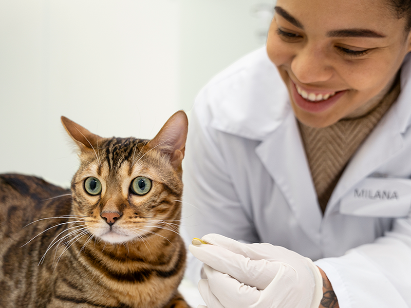 A Veterinarian’s Take on Pet Insurance